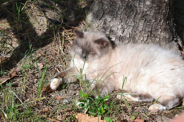 Weisse Katze sonnt sich unter einem Baum