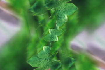 Abstraction of green leaves