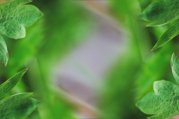 Background with green leaves
