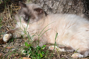 Weisse Katze sonnt sich unter einem Baum