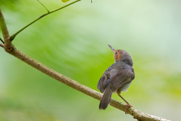 Ashy Tailorbird (Orthotomus ruficeps)