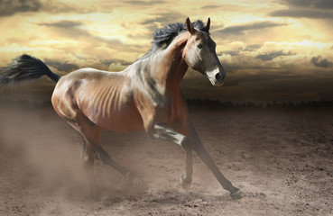 Fototapeta na wymiar wild bay horse galloping fast across dusty steppe