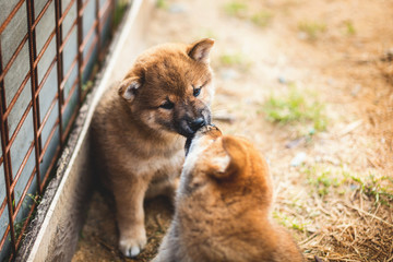 Fototapeta premium Portrait of cute red shiba inu puppy sitting and kissing its brother