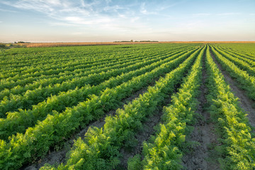 Fototapeta na wymiar Organic carrot at cultivated field