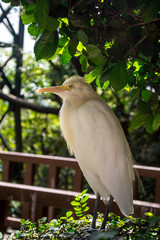 Cattle Egret standing on branch in a park