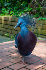 Western victorian pigeon close up on pavement  in a park.