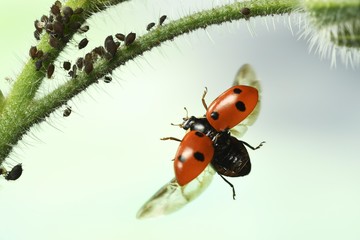 Seven-spott ladybird (Coccinella septempunctata), on approach, stalk of borage with Aphids (Aphidoidea), Germany, Europe