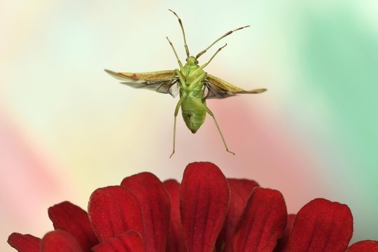 Pantilius tunicatus (Pantilius tunicatus) flies over a zinnia (Zinia elegans), Germany, Europe
