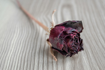 Withered red rose flower on wooden background