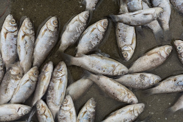 Dead fish at the river.Close up shoot