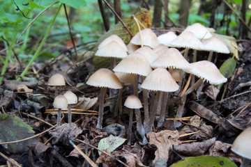 mushrooms of amanita