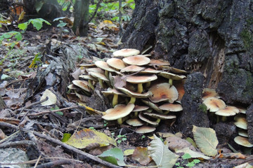 mushrooms of amanita