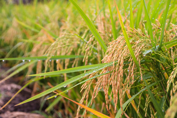 closeup paddy ricre with waterdrop.