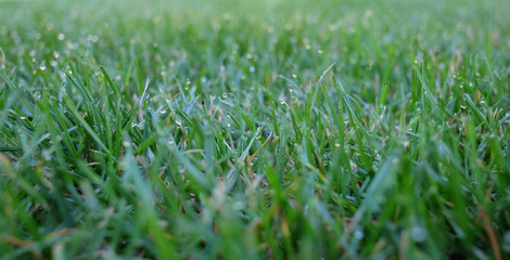 Gras mit Morgentau