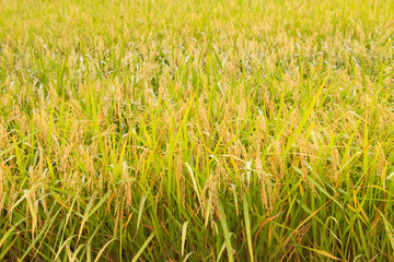 gold rice fields and water drop on morning.