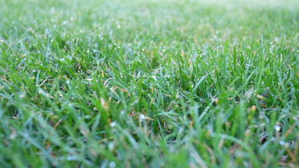 Fototapeta premium Gras im Morgentau