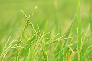 close up the Green rice in the field rice background