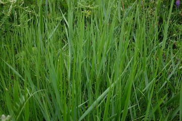 Wildes Gras
