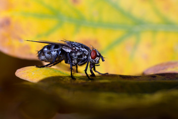 Autumn colored leaves of oak, autumn background