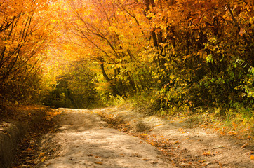 Obraz premium Autumn Alley inside the Forest