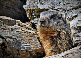 marmotte suisse