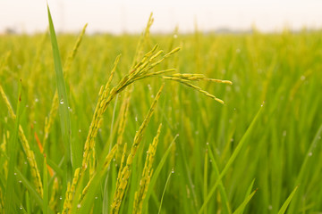 closeup rice paddy