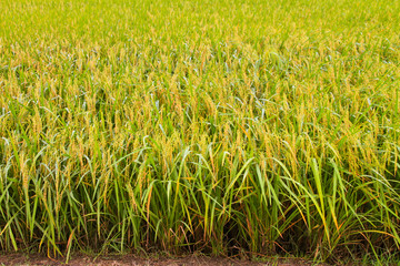 rice fields on marning