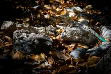 whiptail blue lizard on orange leaves