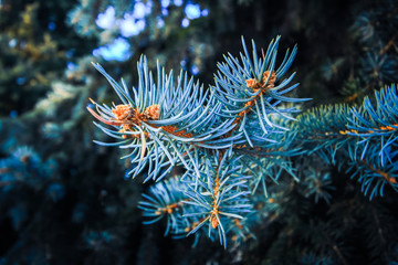 Winter needles ate in hoarfrost..The fluffy tips of the blue spruce reach for us from the darkness of the forest..