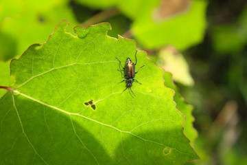 The beetle studies the surface of a bright green leaf, illuminated by the summer rays of a bright sun.