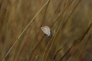 Butterfly. Butterfly perched on a dry grass of on autumn meadow . Bright butterfly with predominantly orange . Autumn , golden grass , day , autumn meadow .