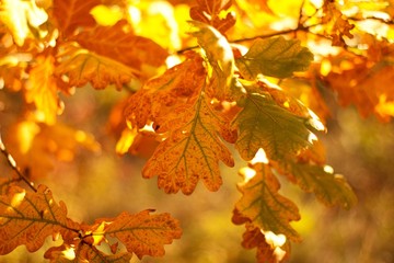 Autumn leaves of oak, autumn colors, autumn background.