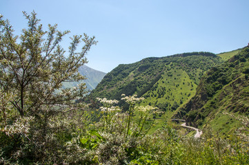 Fototapeta na wymiar Nature Of Georgia. Summer in the mountains. Georgian military road.