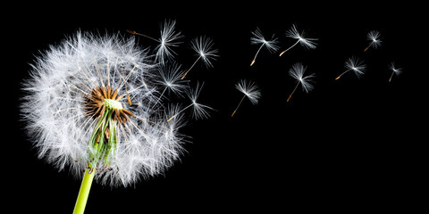 Panoramic view of a dandelion with a breeze blowing the seeds in a studio setting on a black background