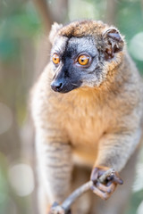 Common brown Lemur in trees and nature. Madagascar animals wildlife, wild animal in Madagascar. Holiday tour in Andasibe, Isalo, Masoala, Marojejy National parks.