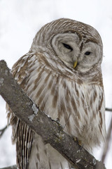 Barred Owl