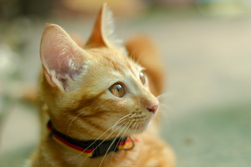 Cat portrait set number twenty seven