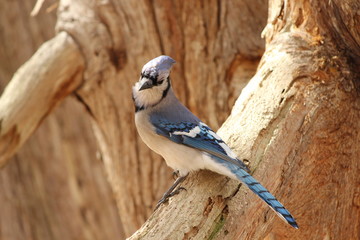 Blue Jay on a Branch