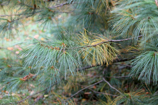 Branch of Schwerin's pine or Pinus schwerinii