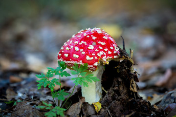fly agaric mushroom
