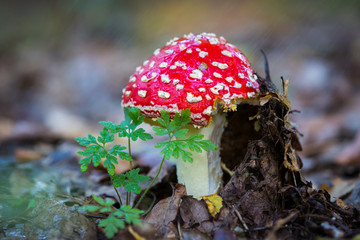 nice toadstools mushroom