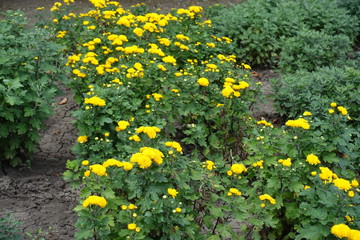 Many yellow flowers of Chrysanthemums in the garden