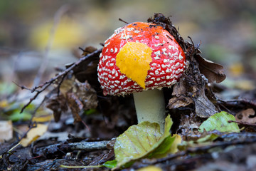 fly agaric mushroom in forest