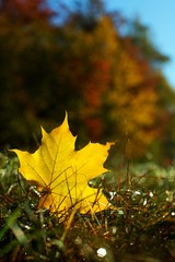 Colorful red autumn leaves of oak and maple on the background.