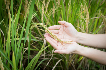 hand with wheat