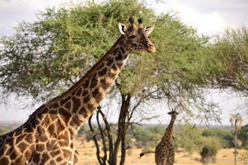 Giraffe - Afrika 