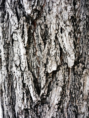 detalle de corteza de arbol en el jardín del parque