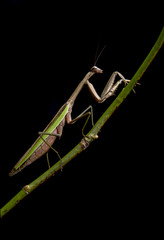 Praying Mantis