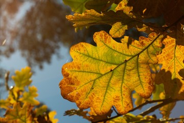 Fototapeta na wymiar Autumn leaves of oak, autumn colors, autumn background.