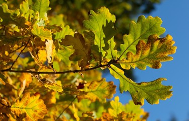 Autumn leaves of oak, autumn colors, autumn background.